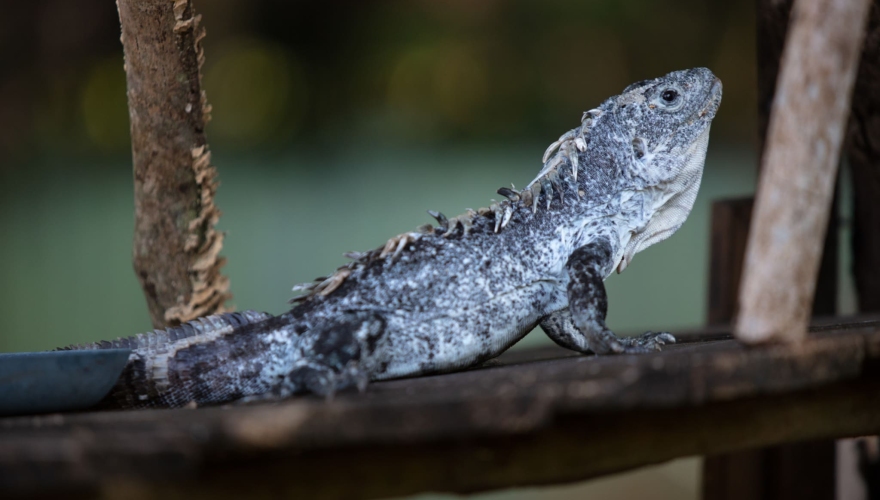 Iguana Espinoza