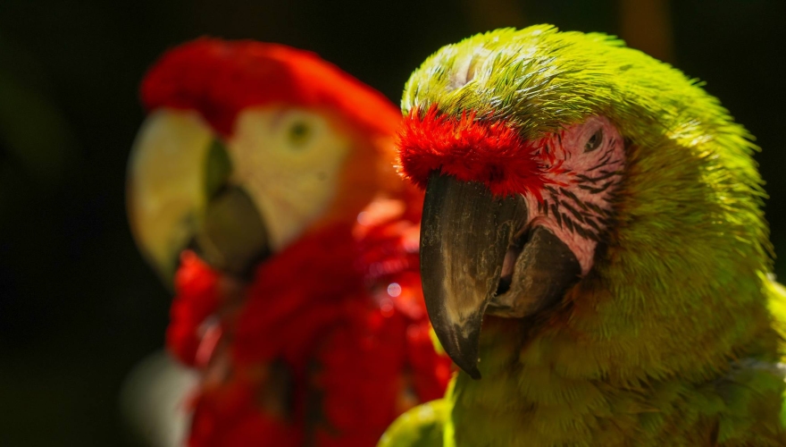 Macaw Mountain