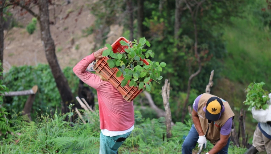 Jornada de reforestación OGD