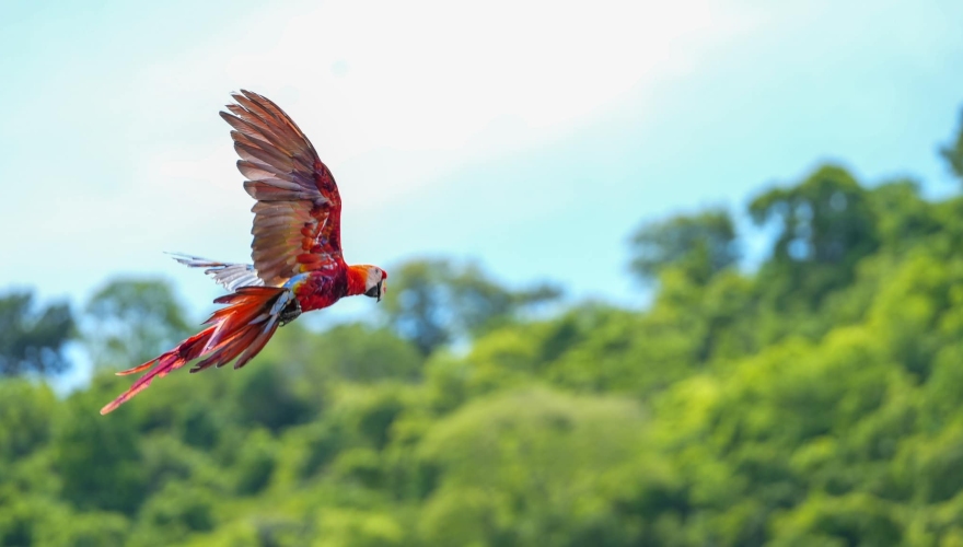 liberación del guacamaya fest